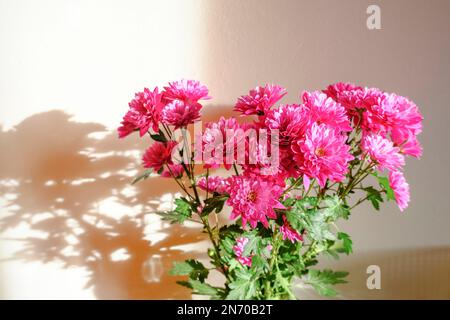 Ein Strauß rosa Chrysanthemen blüht im Sonnenlicht an der weißen Wand. Postkartendesign. Speicherplatz kopieren Stockfoto