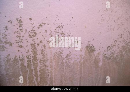 Schwarzer Schimmel in der Ecke der weißen Decke. Makroschimmel in der Wohnung. Luftfeuchtigkeit im Raum Stockfoto