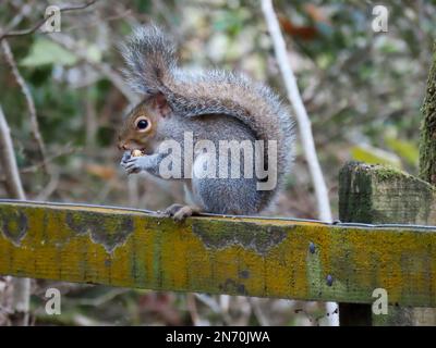 Hübsches graues Eichhörnchen, das auf einem Zaun sitzt und isst Stockfoto