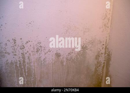 Schwarzer Schimmel in der Ecke der weißen Decke. Makroschimmel in der Wohnung. Luftfeuchtigkeit im Raum Stockfoto