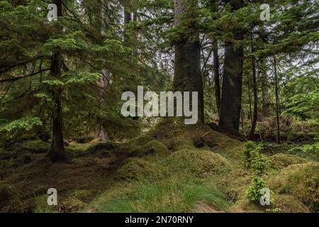 Westlicher Schierling, rote Zedern und Sitka-Fichte, entlang des Windy Bay Creek, Haida Gwaii, BC Stockfoto