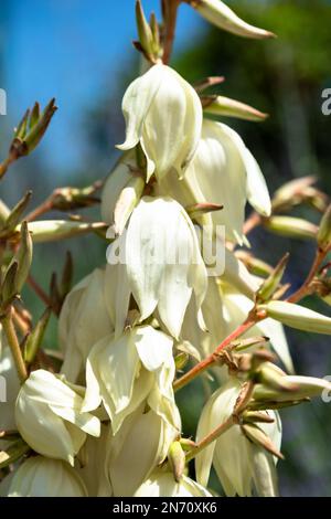 Blumen in einem französischen Garten, viele Sommerfarben Stockfoto