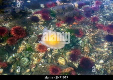 Gebratene Eierquallen (Phacellophora camtschatica) und Seeigel (Strongylocentrotus fransiscanus), die Seetang essen, Burnaby Narrows, Gwaii Haanas, BC Stockfoto