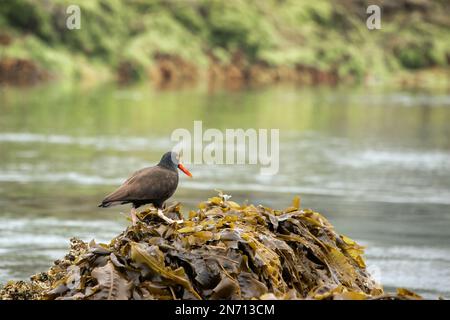 Schwarzer Austernfischer (Haematopus bachmani), der auf einem Bett aus Felskraut spaziert, Bischof-Inseln, Haida Gwaii Stockfoto