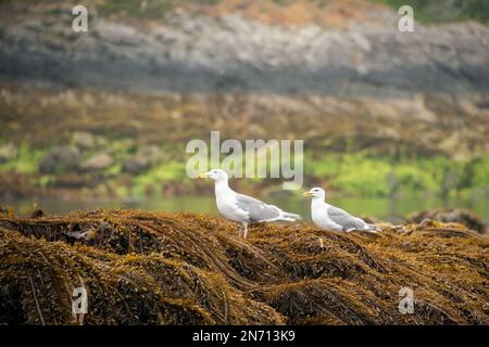 Ein Paar Heringsmöwen (Larus argentatus), die bei Ebbe auf einem Bett aus Federboa-Seetang (Egregia menziesii), Haida Gwaii, sitzen Stockfoto