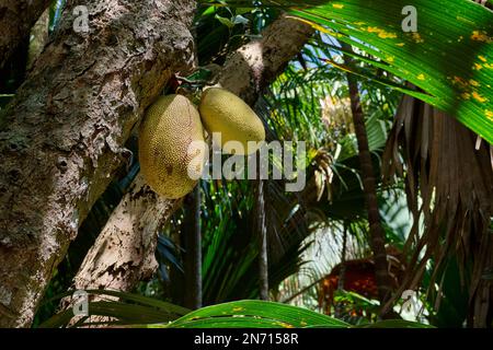 Jackfruchtbaum (Artocarpus heterophyllus) mit Früchten in Vallee de Mai, Prasiln Island Stockfoto