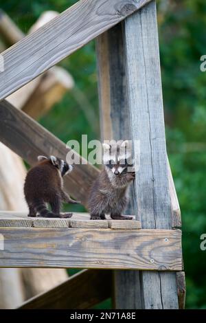 Waschbär (Procyon lotor), zwei junge Kletterer Stockfoto