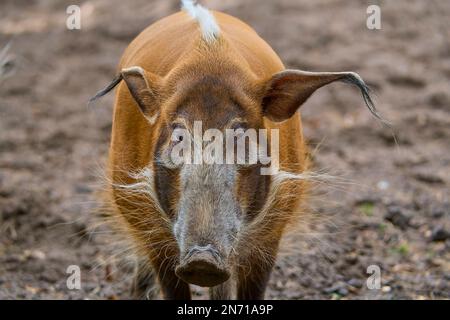 Bürstenohrschwein (Potamochoerus porcus pictu), Porträt Stockfoto