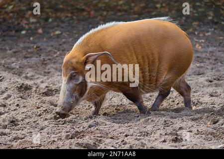 Bürstenohrschwein (Potamochoerus porcus pictu) Stockfoto