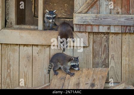 Waschbär (Procyon lotor), drei junge Holzhütte Stockfoto