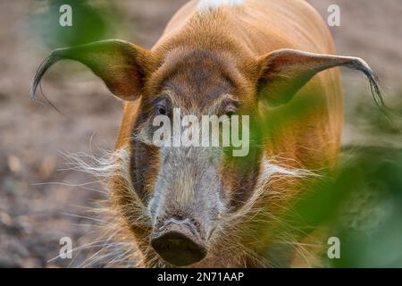 Bürstenohrschwein (Potamochoerus porcus pictu), Porträt Stockfoto