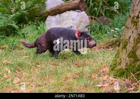 Tasmanischer Teufel (Sarcophilus harrisii), der läuft Stockfoto