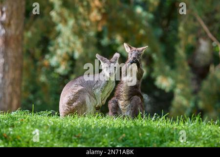 Gemeine Wallaroo (Macropus robustus), zwei Tiere Stockfoto