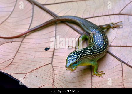 Blick von oben auf ein Olivenbaumskink auf einem getrockneten Blatt, Indonesien Stockfoto