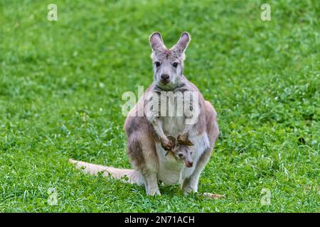 Gemeine Wallaroo (Macropus robustus), mit Jungtiere im Teich Stockfoto