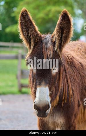 Poitou-Esel, Baudet du Poitou, Porträt Stockfoto