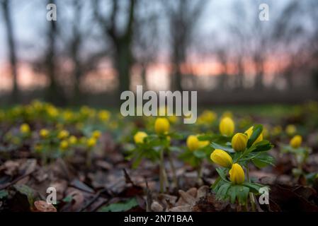 Winteraconit (Eranthis hyemalis) blüht im Stadtpark Rotehorn, Magdeburg, Sachsen-Anhalt, Deutschland. Stockfoto