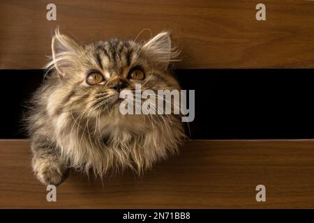 Nahaufnahme einer flauschigen persischen Katze, die ihren Kopf durch eine Lücke in einem Möbelstück steckt Stockfoto