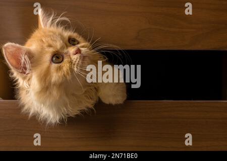 Nahaufnahme einer flauschigen persischen Katze, die ihren Kopf durch eine Lücke in einem Möbelstück steckt Stockfoto