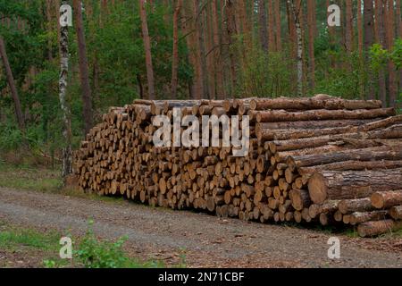 Waldstraße für die Forstwirtschaft, entlang des Weges große Holzpolder mit frisch fällten Baumstämmen Stockfoto