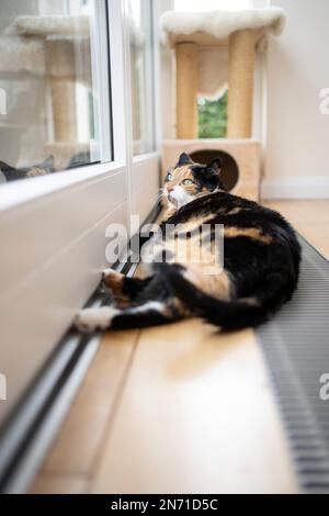Die dicke Kalico-Katze liegt auf dem Boden neben dem Heizkörper oder dem Heizkörper und blickt durch das Fenster Stockfoto