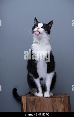 Die Katze im Smoking sitzt auf einem Holzsockel und ragt aus der Zunge. Ganzkörperaufnahme auf grauem Hintergrund mit Kopierbereich Stockfoto