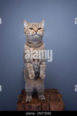 Seltsame Katze, die auf Hinterbeinen steht und komisch aussieht wie ein Erdmännchen Stockfoto