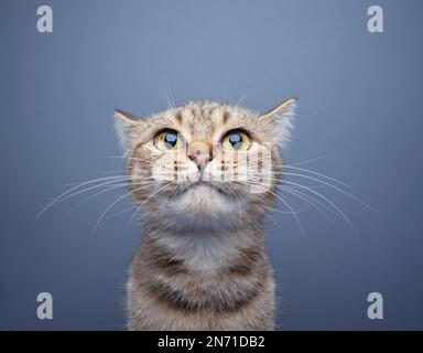 Süße Katze mit großen Augen, die ein lustiges Gesicht macht und auf grauen Hintergrund in die Kamera schaut, mit Kopierraum Stockfoto