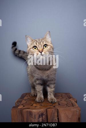 Neugierige Tabby-Katze, die auf einem Holzsockelporträt auf grauem Hintergrund mit Kopierbereich steht Stockfoto