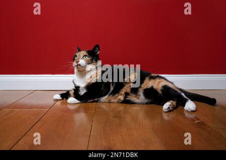 Die faule, übergewichtige Katze liegt auf dem Holzboden und blickt vor die rote Wand mit Kopierraum Stockfoto