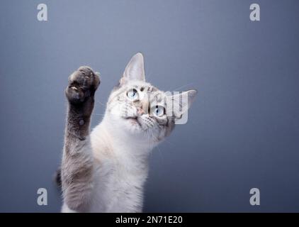 Junge, neugierige Katze verspielte, aufziehende Pfote auf grauen Hintergrund mit Kopierraum Stockfoto