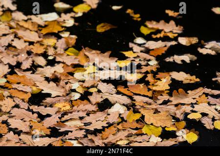 Herbstfarbene Blätter, die auf der Wasseroberfläche eines Sees schweben, Naturpark Pfälzerwald, Biosphärenreservat Pfälzerwald-Nordvogesen, Deutschland, Rheinland-Pfalz Stockfoto