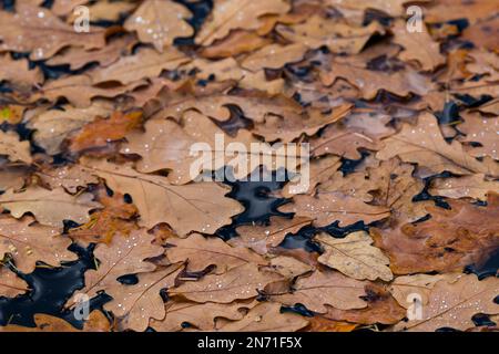 Herbstfarbene Eichenblätter treiben auf der Wasseroberfläche eines Sees, Naturpark Pfälzerwald, Biosphärenreservat Pfälzerwald-Nordvogesen, Deutschland, Rheinland-Pfalz Stockfoto