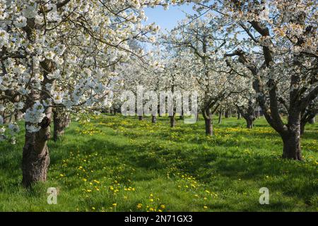 Apfelblüten im alten Land Stockfoto