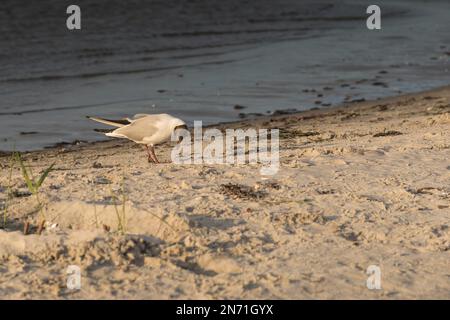 Möwe, Schwarzkopfmöwe, Vogel, Strand, Ostsee, Sommer Stockfoto
