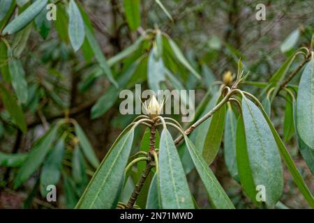 Rhododendron-Büsche beginnen im Wald wild zu werden, Nahaufnahme auf eine neue Knospe und Laub im Spätwinter Stockfoto