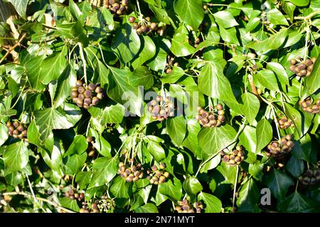 Eine anhängende Efeu, hedera Helix, Pflanzen mit Beerenbündeln, die herabhängen Stockfoto
