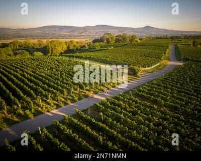 Straßenradfahrer auf Weinbergen in Tuniberg - auf dem ausgeschilderten Tuniberg Höhenweg Radweg zwischen Gottenheim und Merdingen, Breisgau-Hochschwarzwald, Baden-Württemberg, Deutschland. Im Hintergrund der Kaiserstuhl. Stockfoto