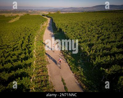 Straßenradfahrer auf Weinbergen in Tuniberg - auf dem ausgeschilderten Tuniberg Höhenweg Radweg zwischen Gottenheim und Merdingen, Breisgau-Hochschwarzwald, Baden-Württemberg, Deutschland. Im Hintergrund der Kaiserstuhl. Stockfoto