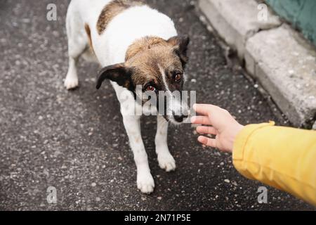 Eine Frau streichelte einen Hund auf der Straße, Nahaufnahme. Verlassenes Tier Stockfoto