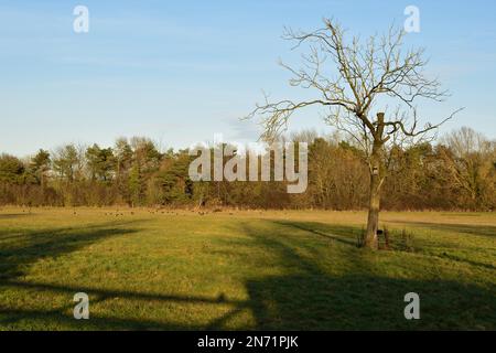 Einsamer, blattloser Baum auf einer Waldrodung Stockfoto