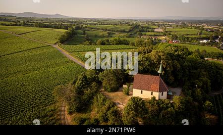 Straßenradfahrer in den Weinbergen von Tuniberg bei Freiburg. Blick auf die Ehrentrudis-Kapelle in Münzingen. Stockfoto