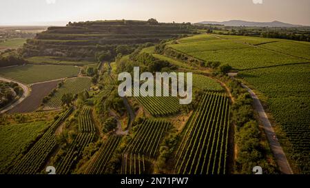 Rennradfahrer in den Weinbergen der Tuniberg bei Freiburg. Stockfoto