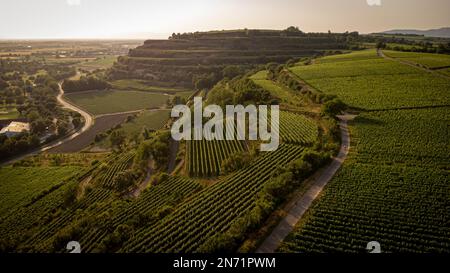 Rennradfahrer in den Weinbergen der Tuniberg bei Freiburg. Stockfoto