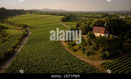 Straßenradfahrer in den Weinbergen von Tuniberg bei Freiburg. Blick auf die Ehrentrudiskapelle in Münzingen. Stockfoto