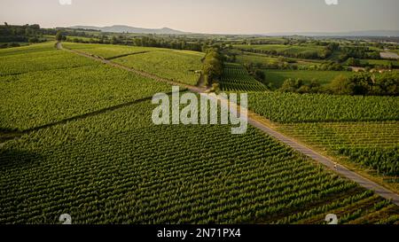 Rennradfahrer in den Weinbergen der Tuniberg bei Freiburg. Stockfoto