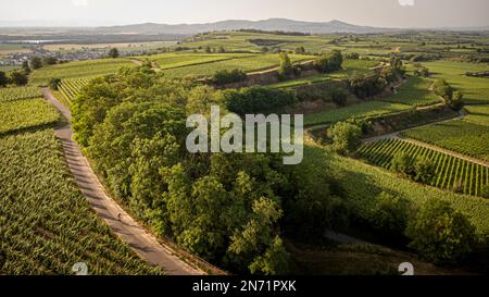 Rennradfahrer in den Weinbergen der Tuniberg bei Freiburg. Stockfoto