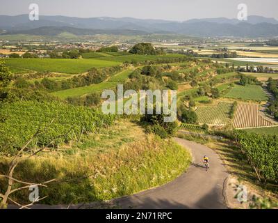 Rennradfahrer in den Weinbergen der Tuniberg bei Freiburg. Stockfoto