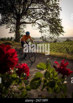 Rennradfahrer in den Weinbergen der Tuniberg bei Freiburg. Stockfoto