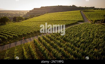 Rennradfahrer in den Weinbergen der Tuniberg bei Freiburg. Stockfoto